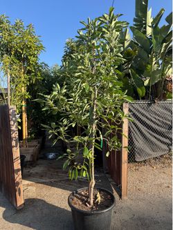 hass avocado