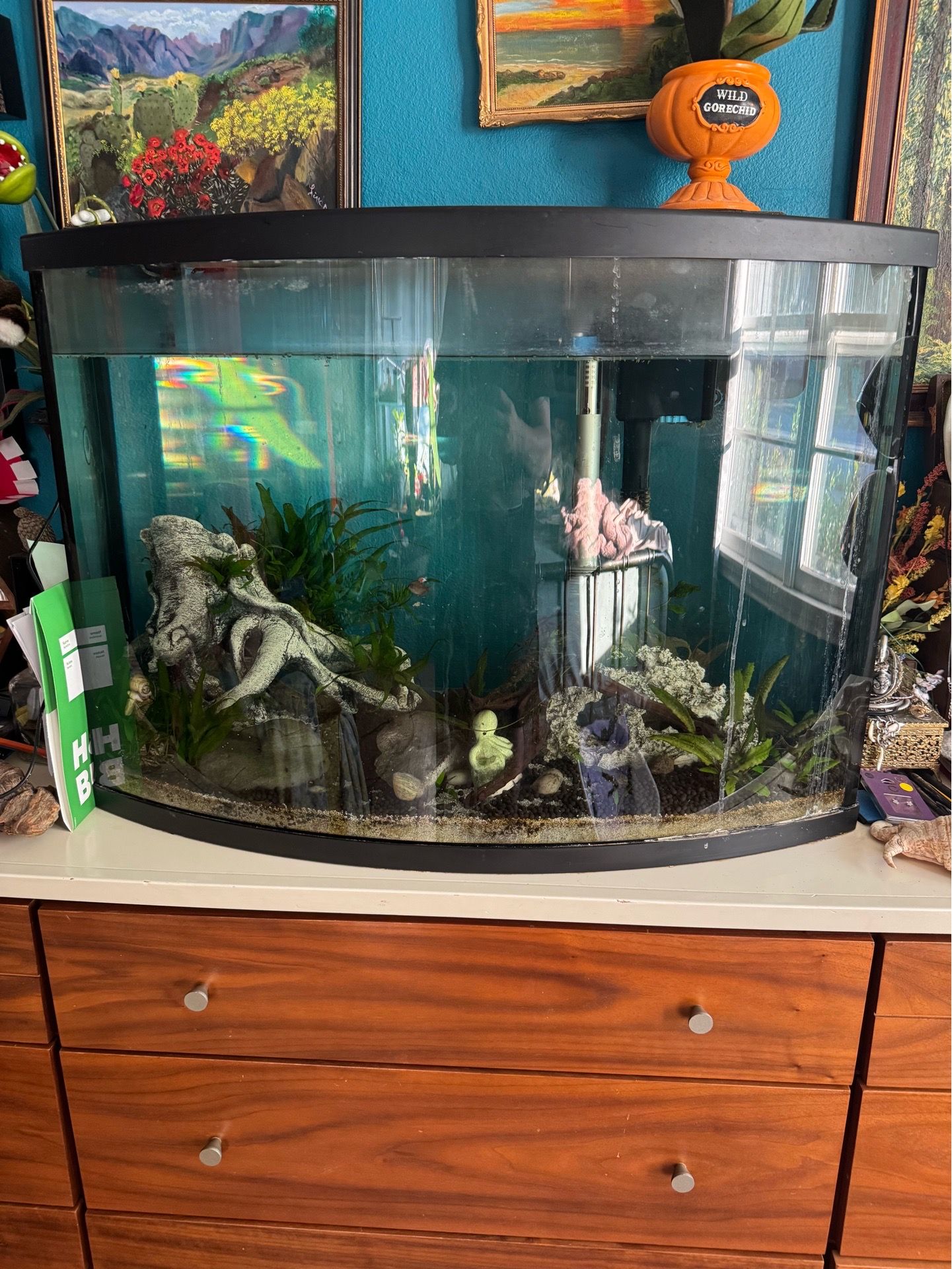 Free fish tank!! Free fish w plants!! Only if you take tank!