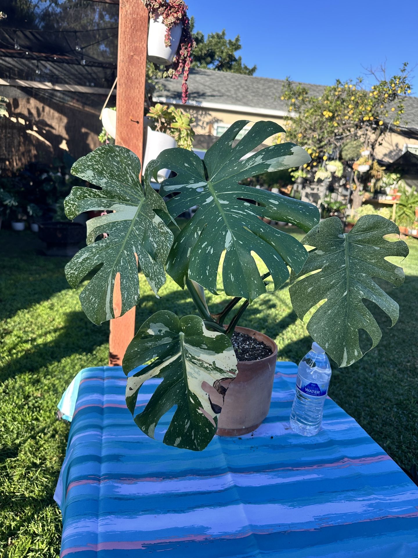 Thai Constellation Monstera