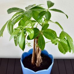 Money Tree In 6 Inch Pot