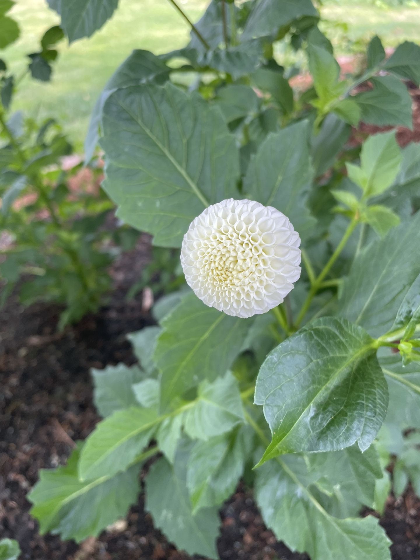 Small World Dahlia Tuber