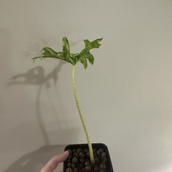 Alocasia Jacklyn