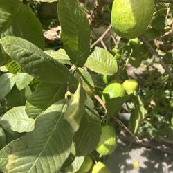Guayabas