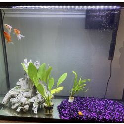 37gallon Essential Starter Kit Desk Aquarium 