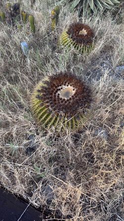 cactus  🌵