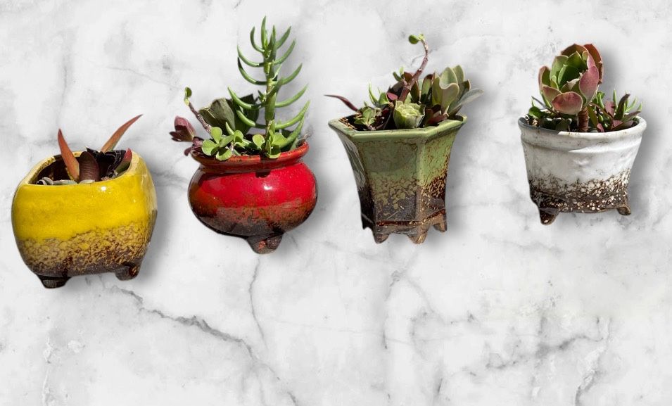 Succulent In Ceramic Containers