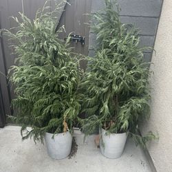 FREE 2 Plants Trees 5 Ft Tall in Pots 