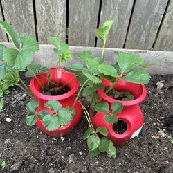 Strawberry Plant (Organic)