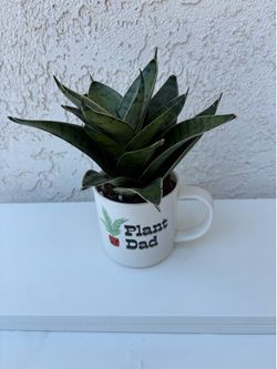 Snake Plant