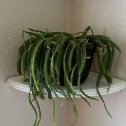 Live Plants 