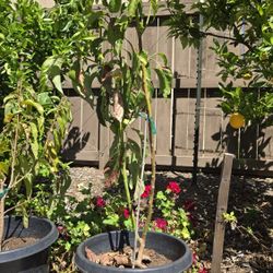 Hass Avacado Tree - 15 gal.