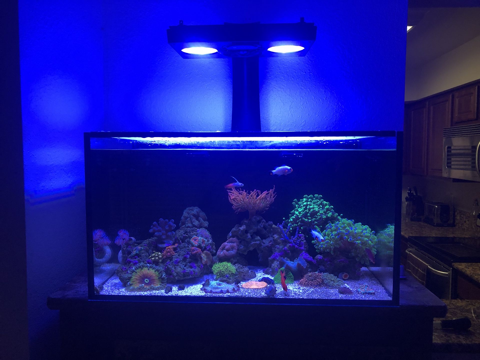 20 gallon IM fusion all in one tank with Radeon gen 3 pro light. All corals and fish included