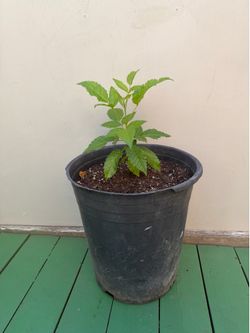 Tacoma yellow golden (Tronadora)