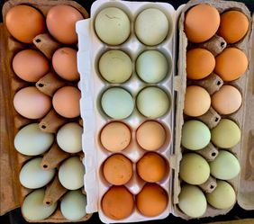 Farm Fresh Eggs