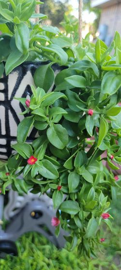 Pink Baby Sun Rose Plant 