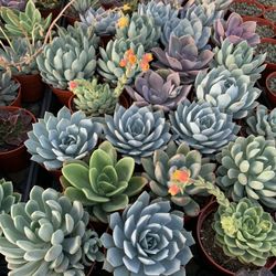 SUCCULENTS 