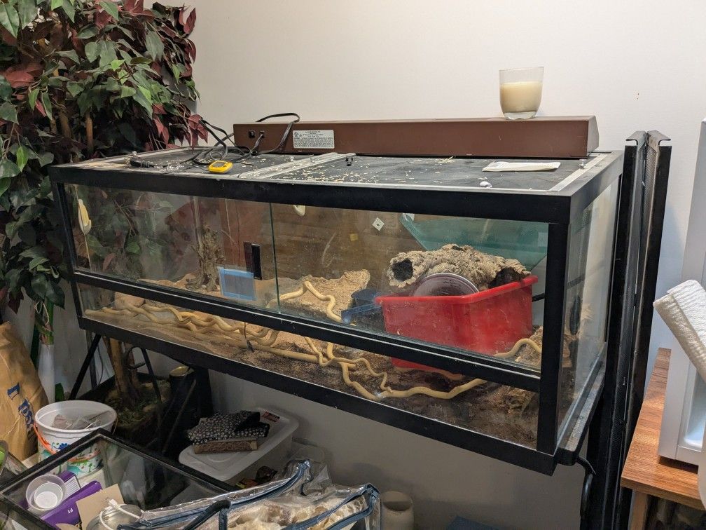 Reptile Or Bearded Dragon Tank