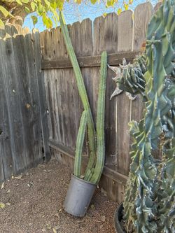Large San Pedro Cactus Very Tall 64” H Happy Heathy Well Rooted In Pot 