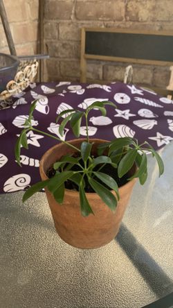 Gree Tree Plant ( Sheffiera Arboricola)