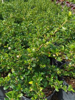 Serissa Privacy Hedge Plants 🌿 3gl $6