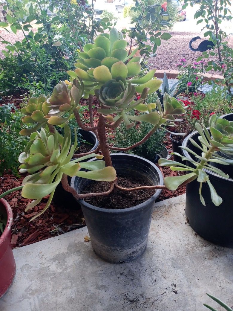 5 Gallons Succulent