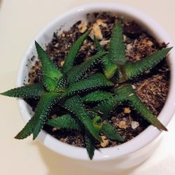 Haworthiopsis: zebra plant