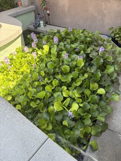 Water Plants