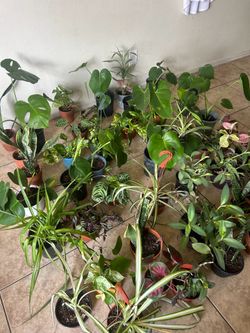 Plants for sake 10 each