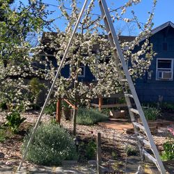 12’ aluminum Tallman orchard/tripod ladder