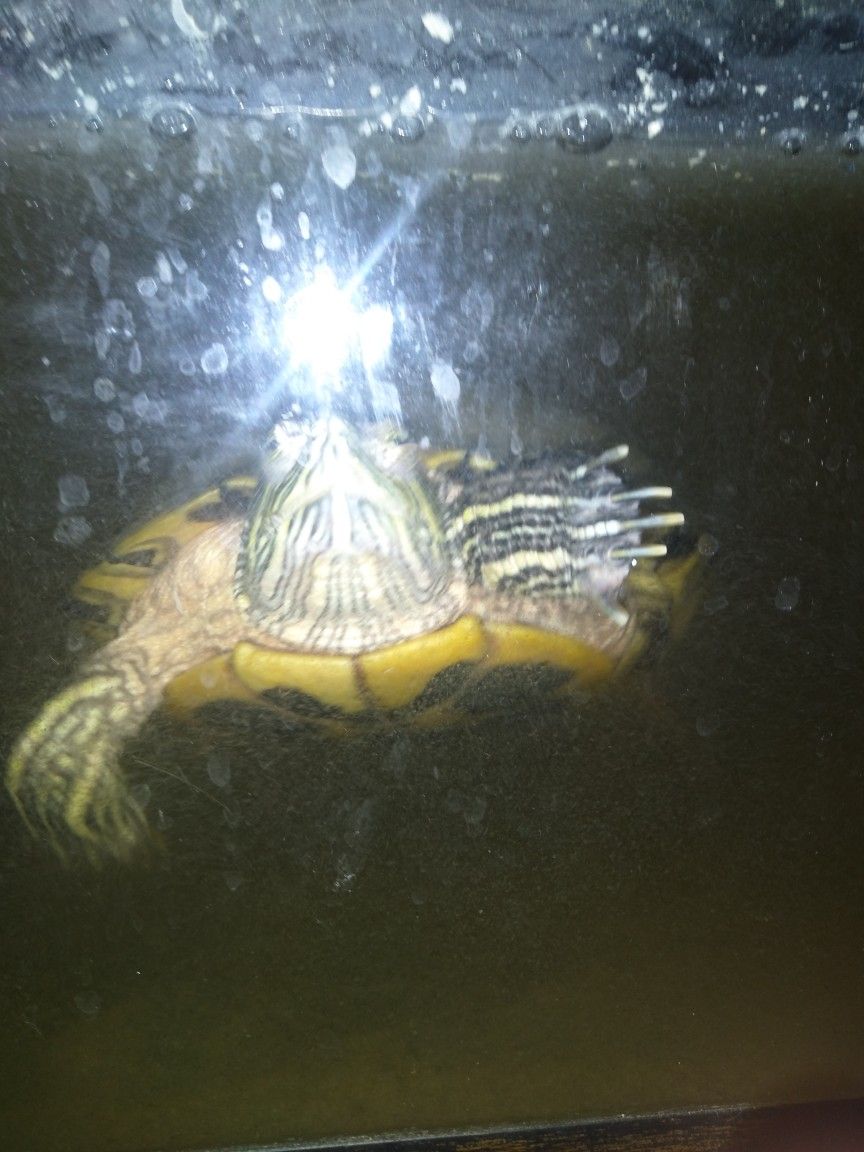 turtle (red slider)