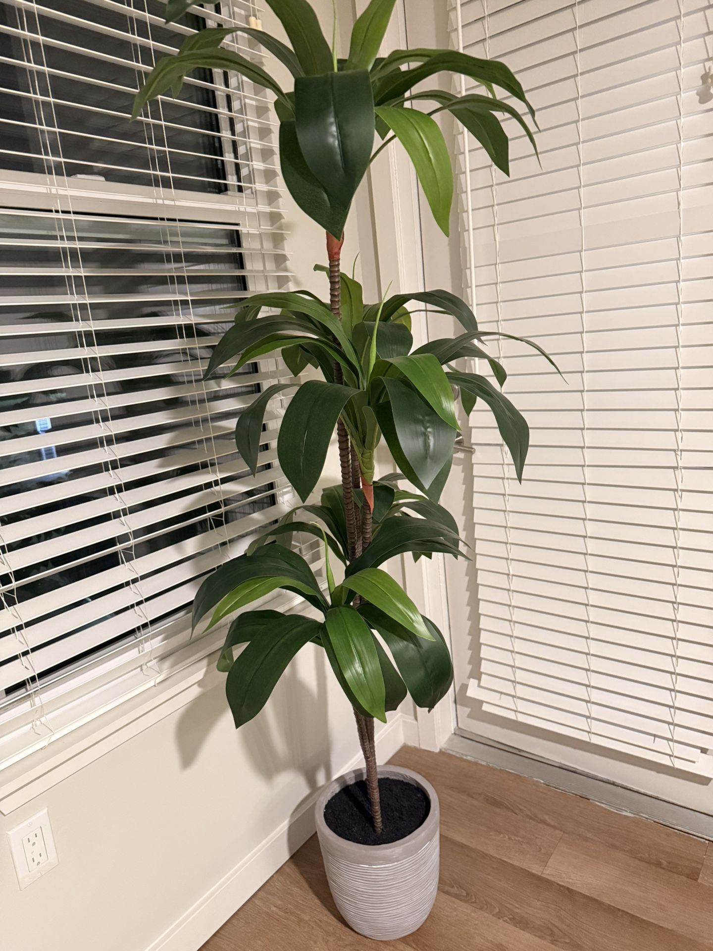Tall House Plant