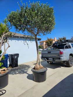 Old Mallorcan Olive Bonsai Tree