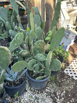Nopales 