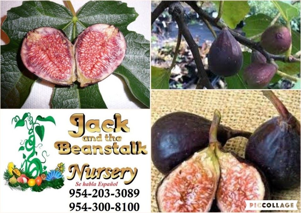 Lsu Purple Fig Trees 3gal Arboles De Higos En 3gal