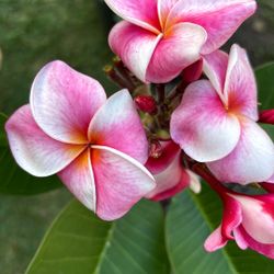 plumeria Elise
