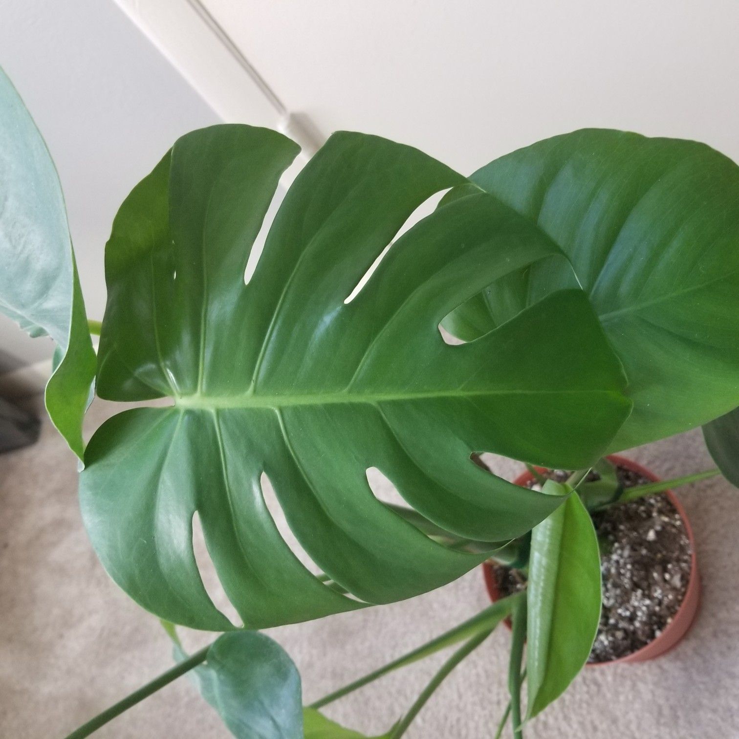 Monstera Deliciosa (Split Leaf Plant)