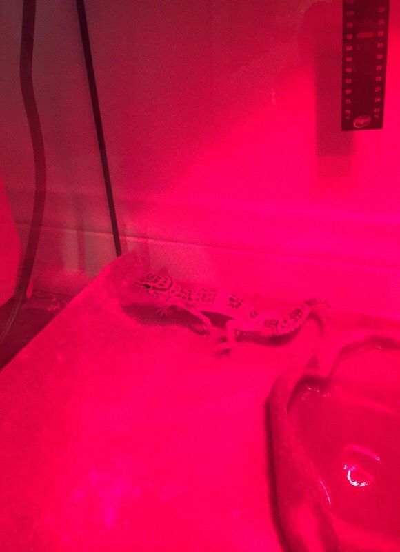 Baby leopard gecko cage and gecko