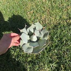Artichoke agave