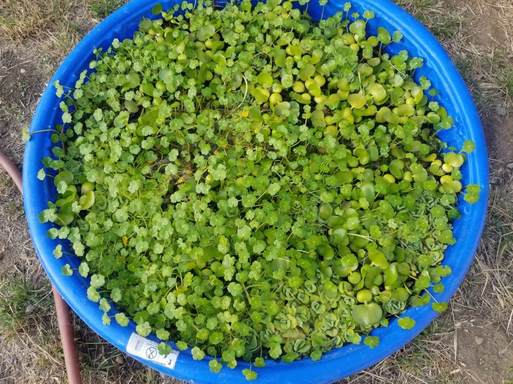 Pond plants. for Sale in Fontana, CA OfferUp