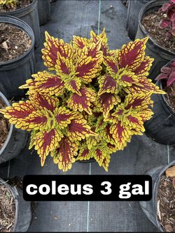 Green Coleus 3 Gal