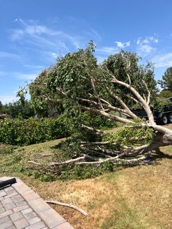 Trees remov@l