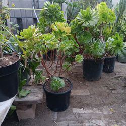 Aeunium Plants Grown Weird