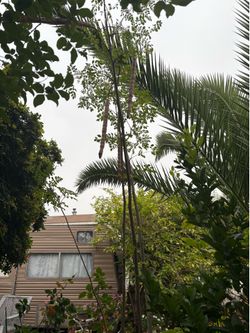 Arbolito de moringa gratis