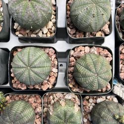 Euphorbia obesa - Basketball Cactus