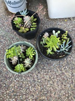 Potted Assorted Succulents Plants 