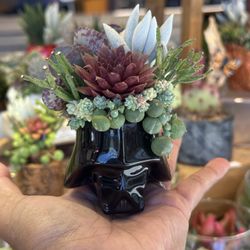 Darth Vader Succulent Arrangement 
