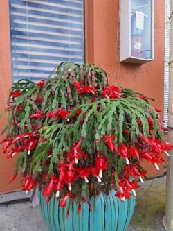 Schlumbergera rooted sapling  4"