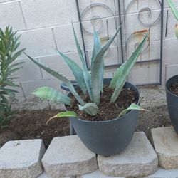 Agavey Plant 16 Inches Tall