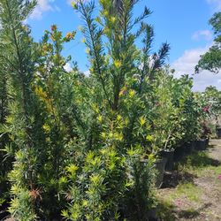 Podocarpus Hedges 15gl 5.5-6ft🏡$45