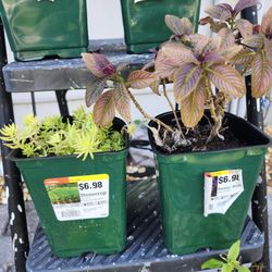 Two for $5 Stonecrop or Persian shield baby plant planters